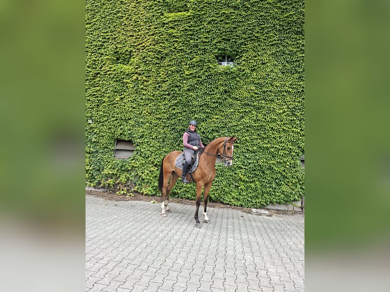 Westphalian Mare 3 years 16,2 hh Brown in Tecklenburg