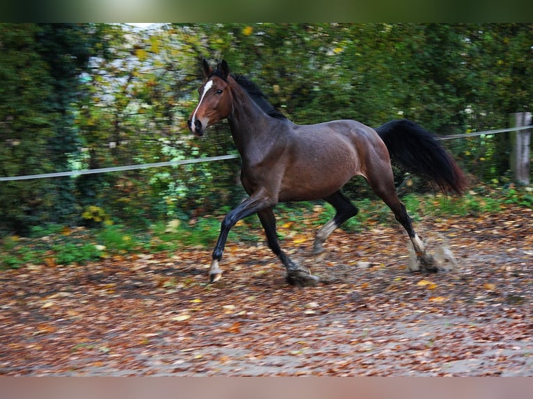 Westphalian Mare 3 years 16,2 hh Brown in Wesel