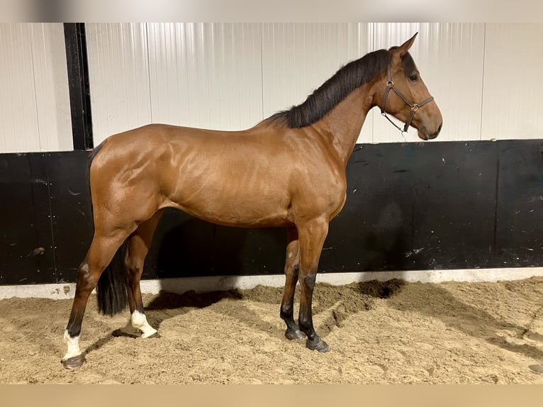 Westphalian Mare 3 years 16,2 hh Brown in Bladel