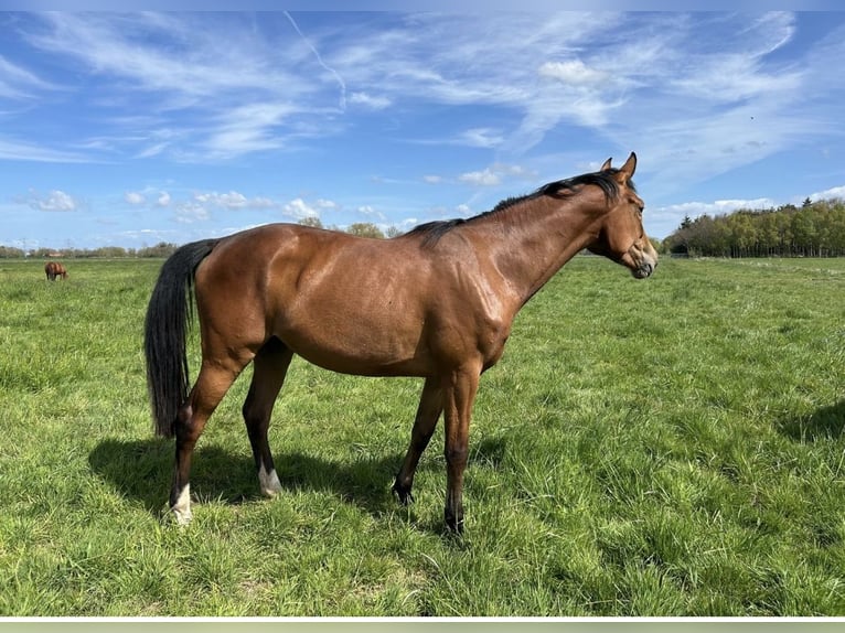 Westphalian Mare 3 years 16.2 hh Brown in Otterndorf