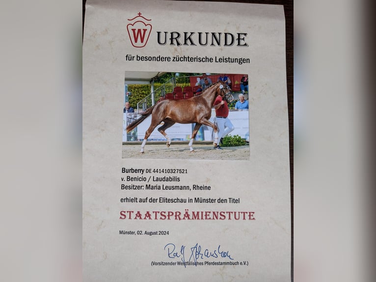 Westphalian Mare 3 years 16,2 hh Chestnut in Rheine