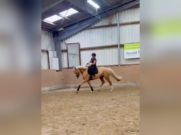 Westphalian Mare 3 years 16,2 hh Palomino in Springe