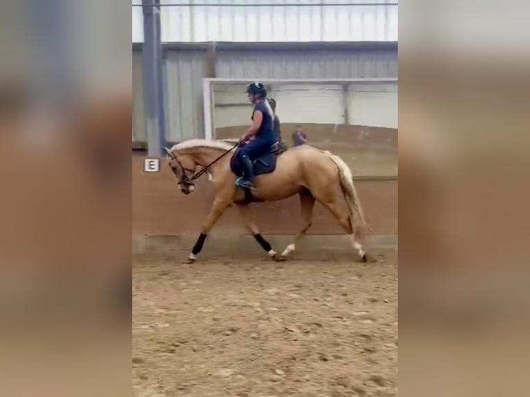 Westphalian Mare 3 years 16,2 hh Palomino in Springe