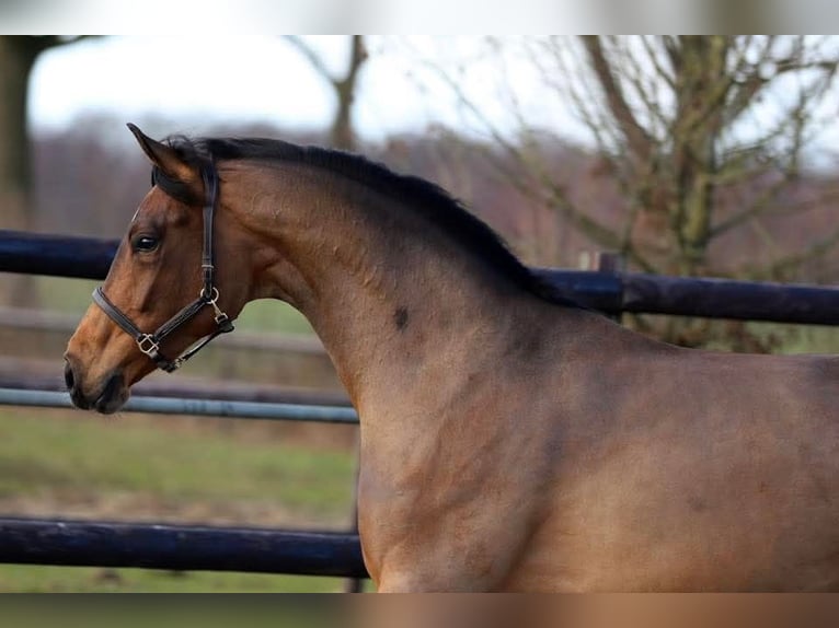 Westphalian Mare 3 years 16.3 hh Brown in Harreveld