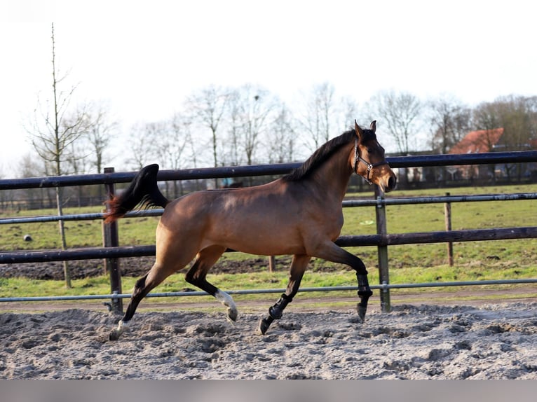 Westphalian Mare 3 years 16.3 hh Brown in Harreveld