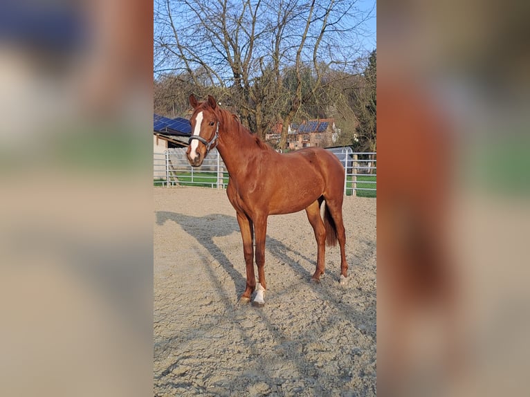 Westphalian Mare 3 years 16,3 hh Chestnut-Red in Borchen