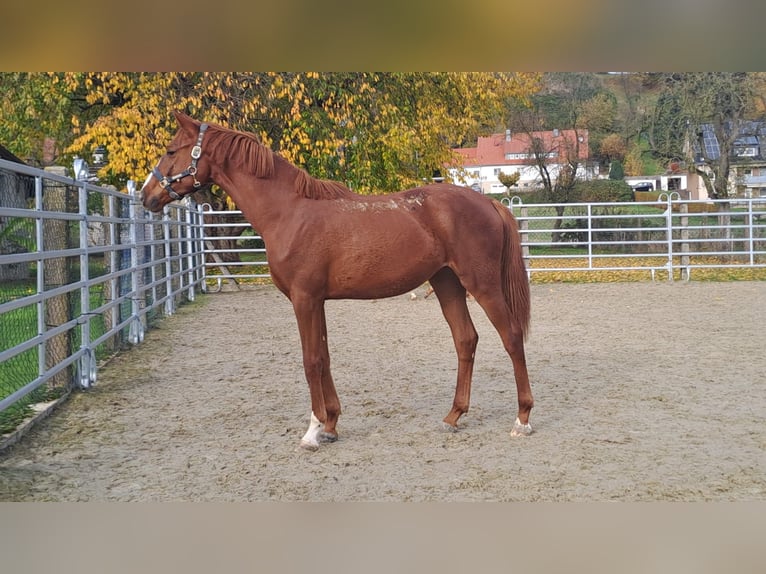 Westphalian Mare 3 years 16,3 hh Chestnut-Red in Borchen