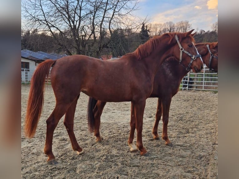 Westphalian Mare 3 years 16,3 hh Chestnut-Red in Borchen