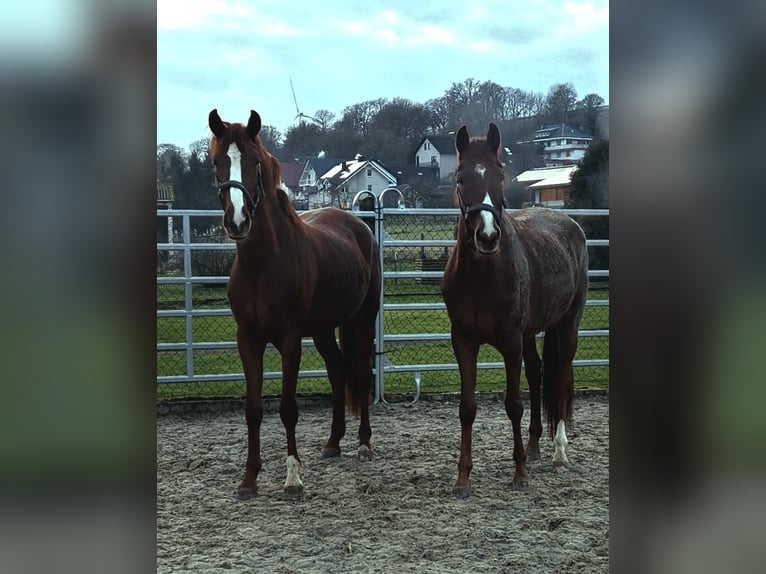 Westphalian Mare 3 years 16,3 hh Chestnut-Red in Borchen