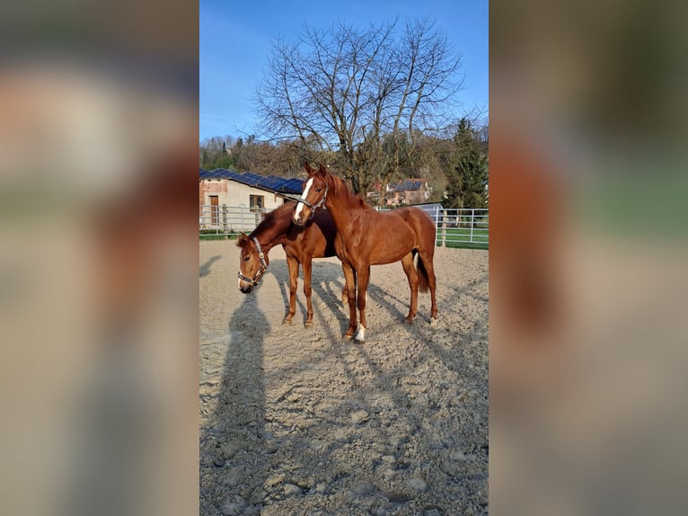 Westphalian Mare 3 years 16,3 hh Chestnut-Red in Borchen