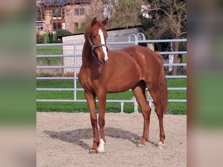 Westphalian Mare 3 years 16,3 hh Chestnut-Red in Borchen