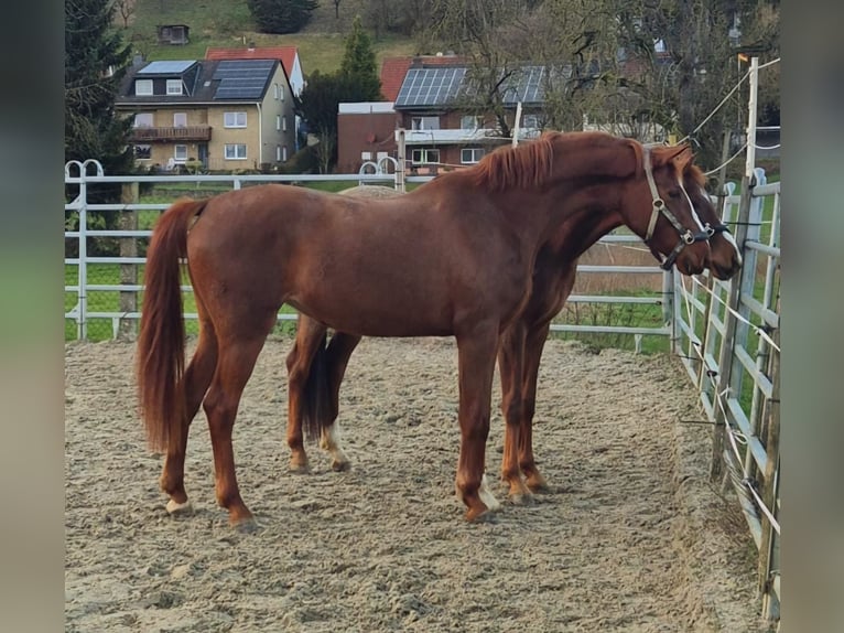 Westphalian Mare 3 years 16,3 hh Chestnut-Red in Borchen