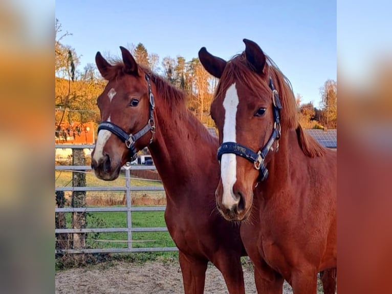 Westphalian Mare 3 years 16,3 hh Chestnut-Red in Borchen