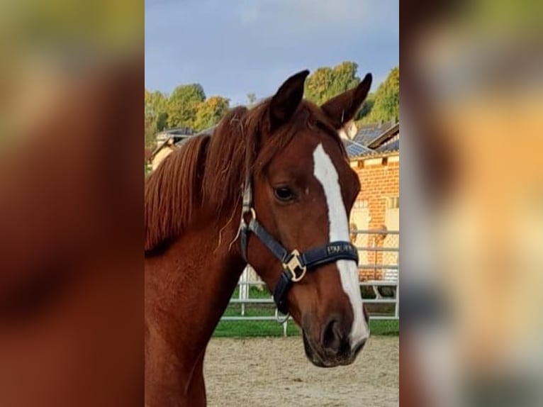 Westphalian Mare 3 years 16,3 hh Chestnut-Red in Borchen