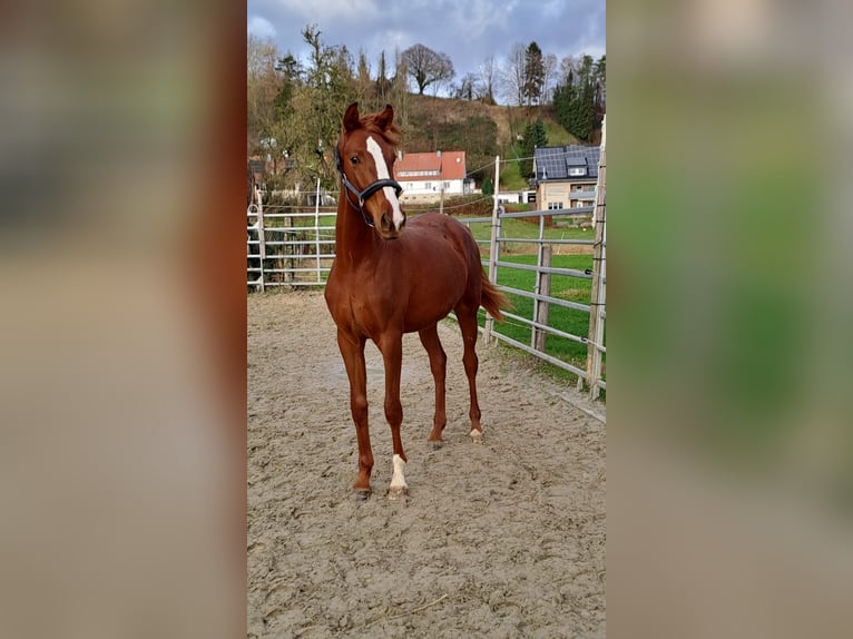 Westphalian Mare 3 years 16,3 hh Chestnut-Red in Borchen