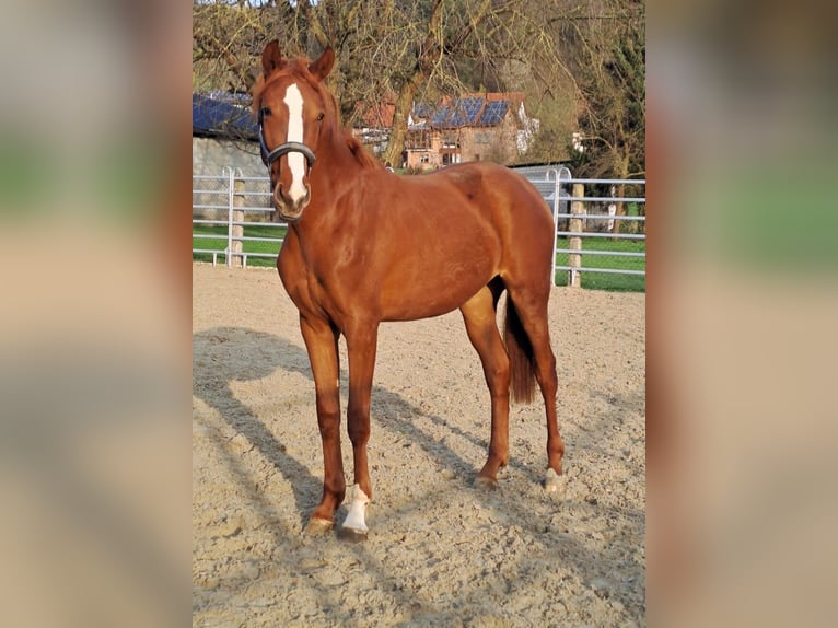 Westphalian Mare 3 years 16,3 hh Chestnut-Red in Borchen