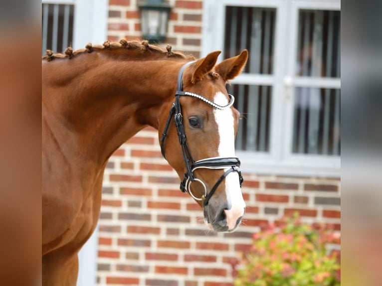 Westphalian Mare 3 years 16.3 hh Chestnut-Red in Bramsche