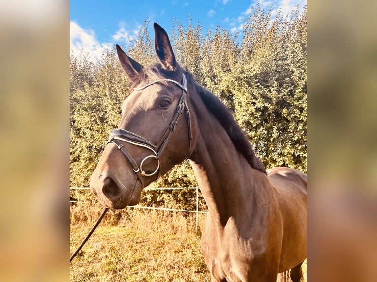 Westphalian Mare 3 years 16.3 hh Smoky-Black in Porta WestfalicA