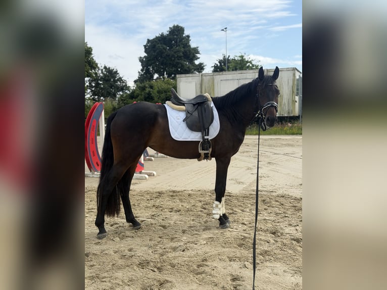 Westphalian Mare 3 years 16 hh Bay-Dark in MönchengladbachMönchengladbach