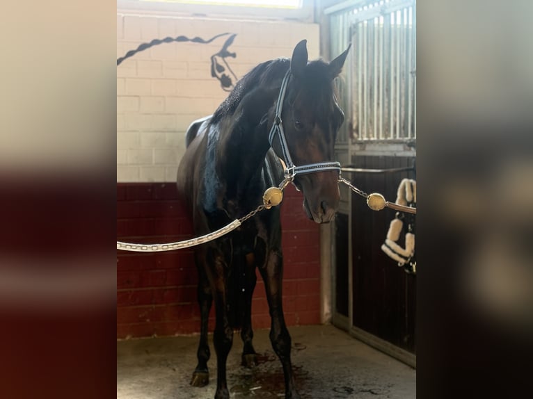 Westphalian Mare 3 years 16 hh Bay-Dark in MönchengladbachMönchengladbach