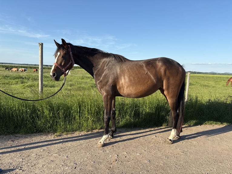 Westphalian Mare 3 years 16 hh Bay-Dark in Rheinbach
