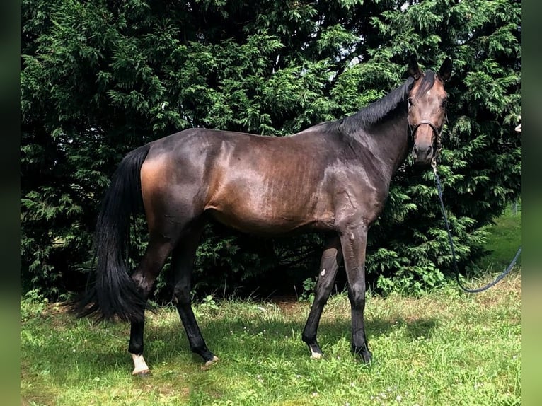 Westphalian Mare 3 years 16 hh Bay-Dark in Olfen