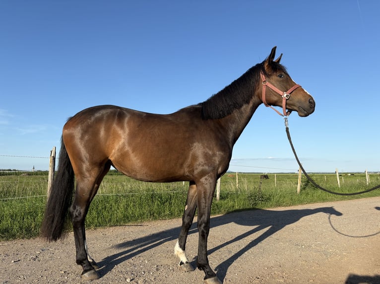 Westphalian Mare 3 years 16 hh Bay-Dark in Rheinbach