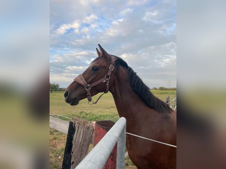 Westphalian Mare 3 years 16 hh Bay-Dark in Hamm