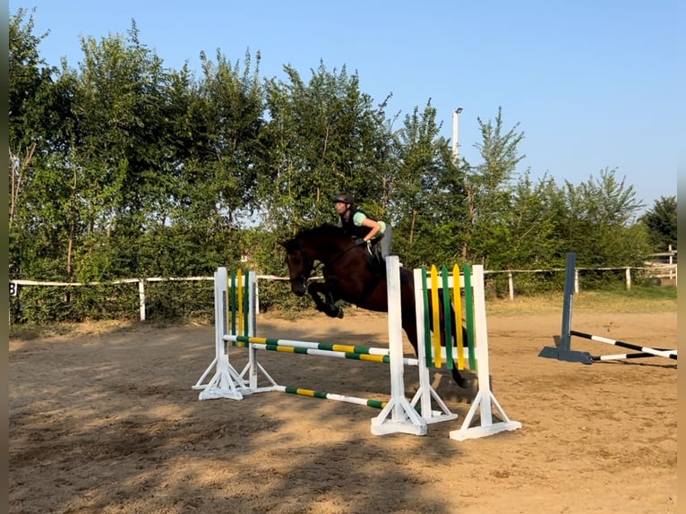 Westphalian Mix Mare 3 years 16 hh Bay-Dark in Monor