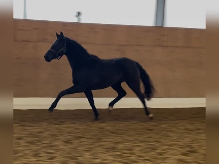 Westphalian Mare 3 years 16 hh Black in Verl