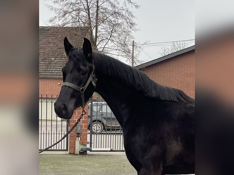 Westphalian Mare 3 years 16 hh Black in Verl