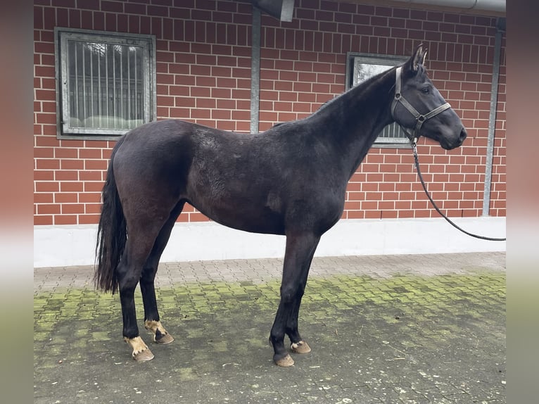 Westphalian Mare 3 years 16 hh Black in Verl