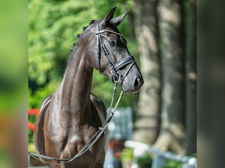 Westphalian Mare 3 years 16 hh Black in M&#xFC;nster