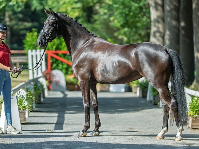 Westphalian Mare 3 years 16 hh Black in M&#xFC;nster