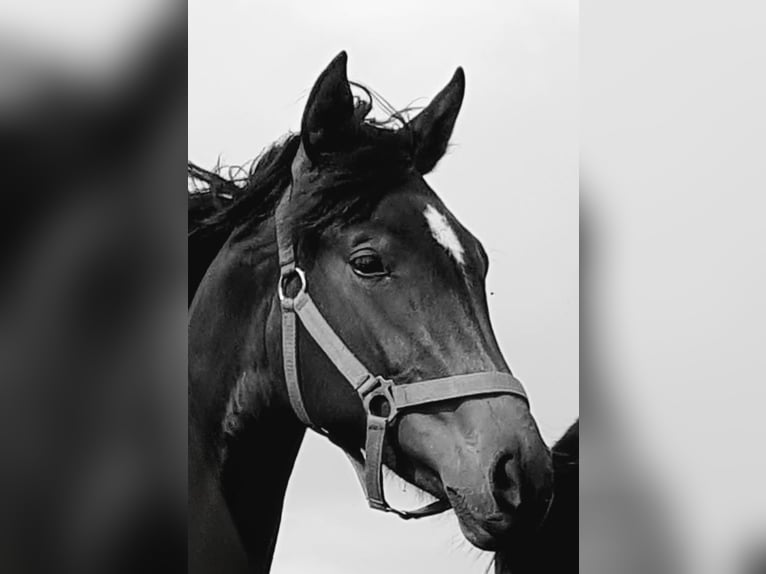 Westphalian Mare 3 years 16 hh Brown in Wenden