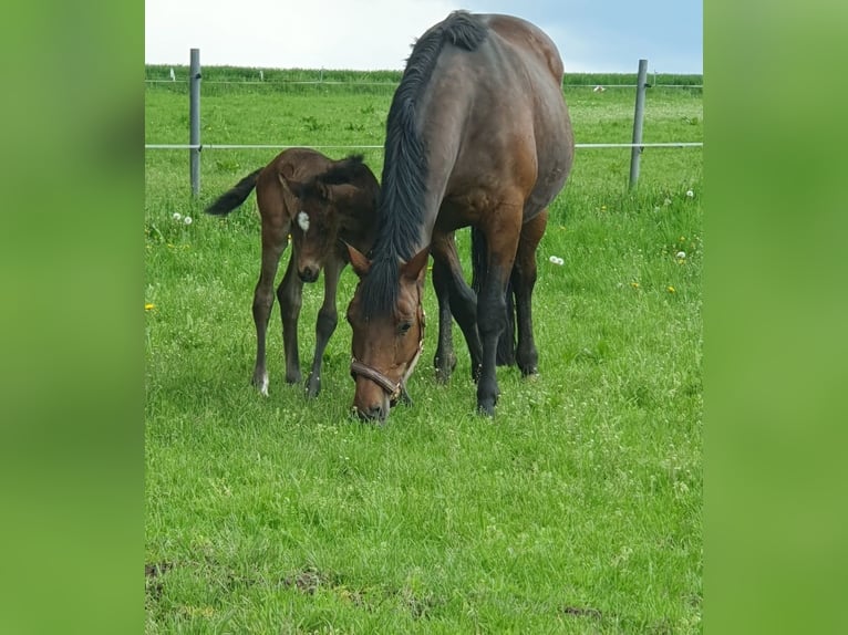 Westphalian Mare 3 years 16 hh Brown in Wenden