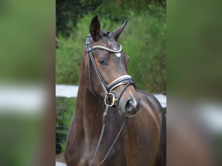 Westphalian Mare 3 years 16 hh Brown in Dätgen