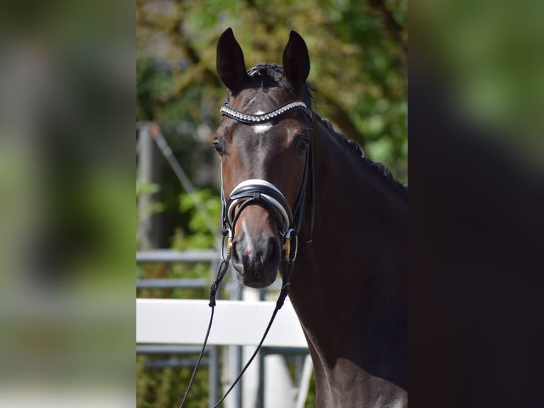 Westphalian Mare 3 years 16 hh Brown in Dätgen