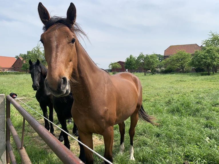 Westphalian Mare 3 years 16 hh Brown-Light in HammHamm
