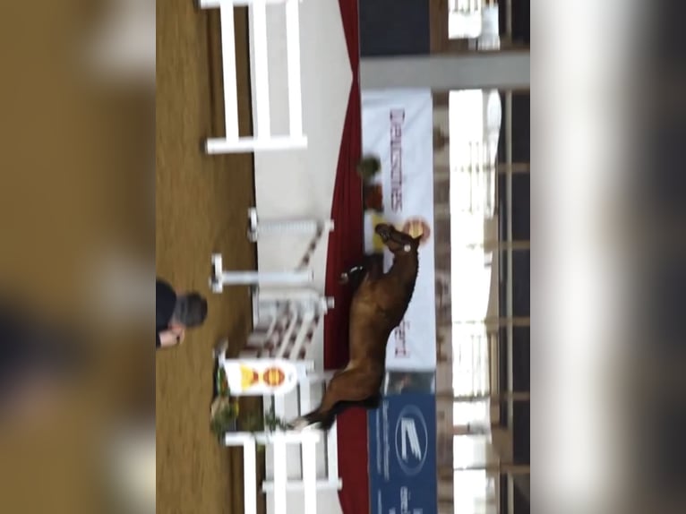 Westphalian Mare 3 years 16 hh Brown in Westhausen
