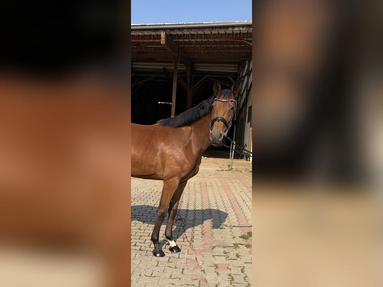 Westphalian Mare 3 years 16 hh Brown in Westhausen