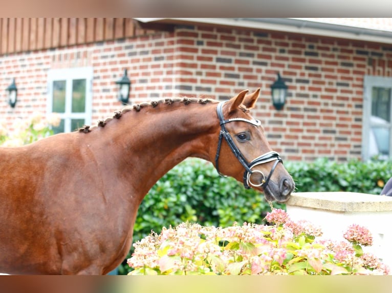 Westphalian Mare 3 years 16 hh Chestnut in Bramsche