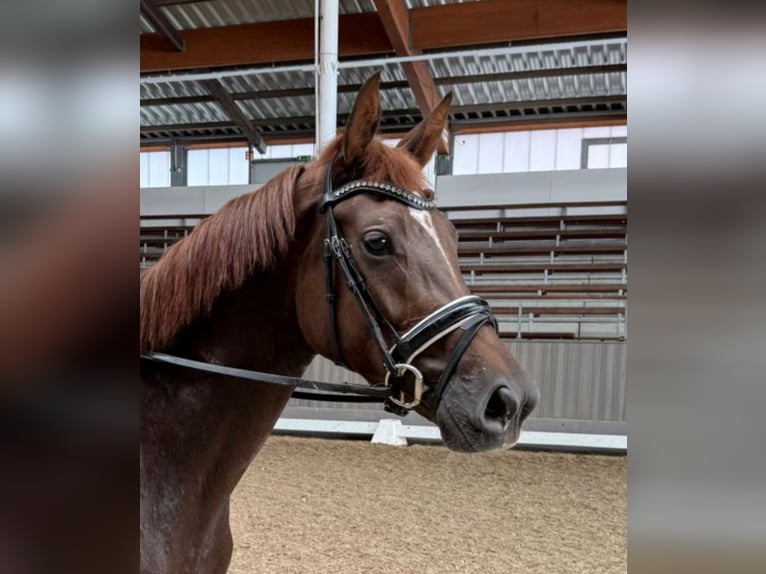 Westphalian Mare 3 years 16 hh Chestnut in M&#xFC;nster