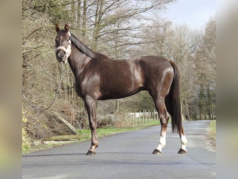 Westphalian Mare 3 years 16 hh Chestnut in Verl
