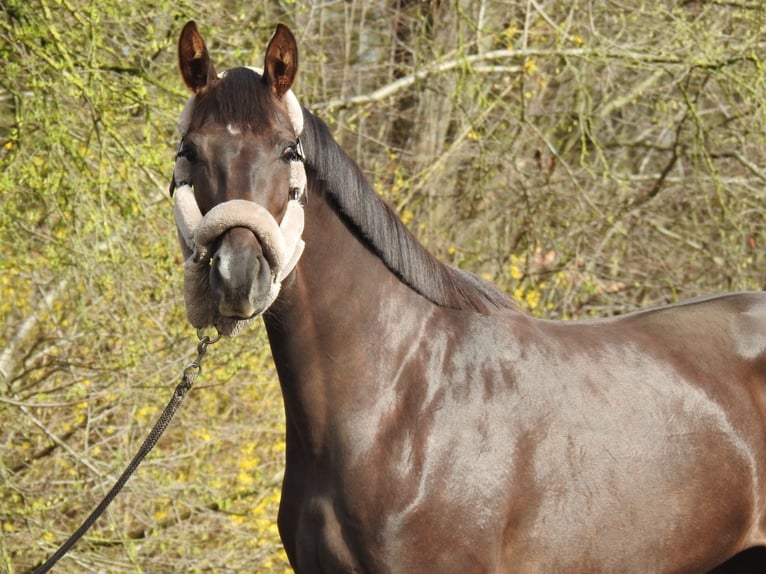 Westphalian Mare 3 years 16 hh Chestnut in Verl