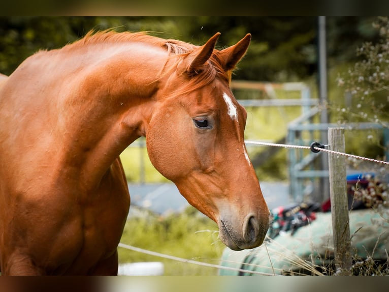 Westphalian Mare 3 years 16 hh Chestnut-Red in Brakel