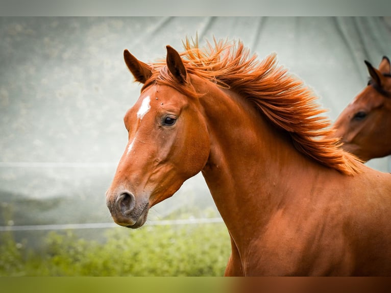 Westphalian Mare 3 years 16 hh Chestnut-Red in Brakel