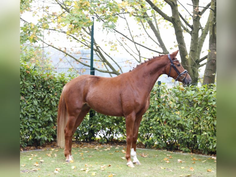 Westphalian Mare 3 years 16 hh Chestnut-Red in Bramsche