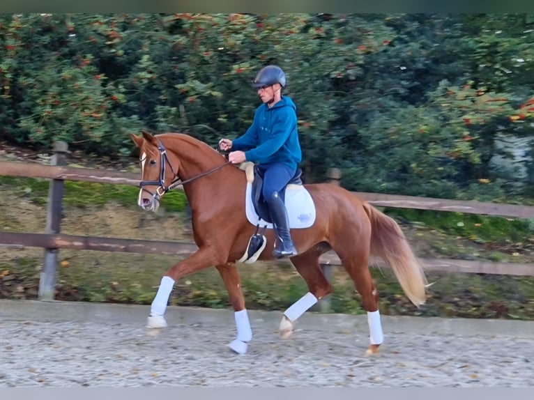 Westphalian Mare 3 years 16 hh Chestnut-Red in Bramsche