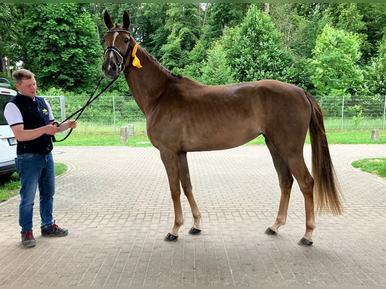 Westphalian Mare 3 years 16 hh Chestnut-Red in Sieversdorf-Hohenofen